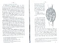 Mouton_33.jpg Mouton_33.jpg